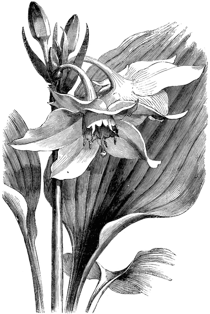 Grandiflora clipart #3, Download drawings
