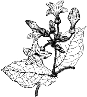 Grandiflora clipart #11, Download drawings