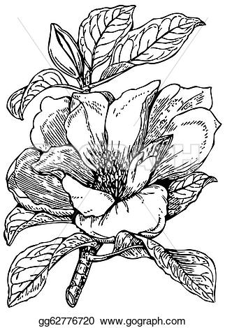 Grandiflora clipart #15, Download drawings