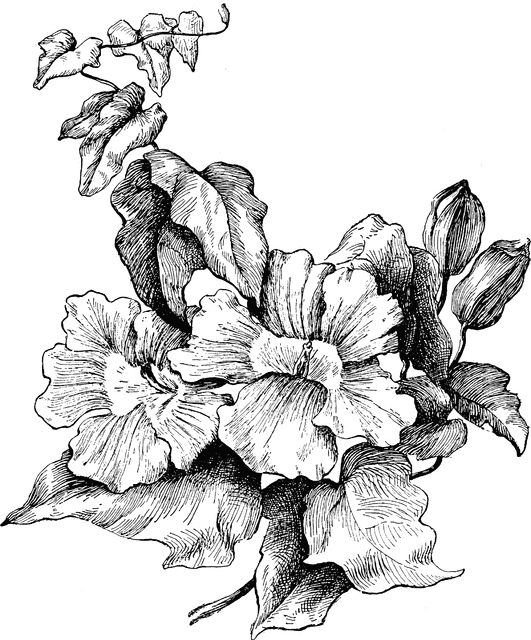 Grandiflora clipart #7, Download drawings