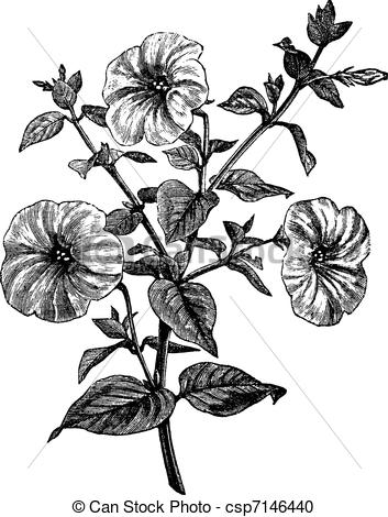 Grandiflora clipart #16, Download drawings