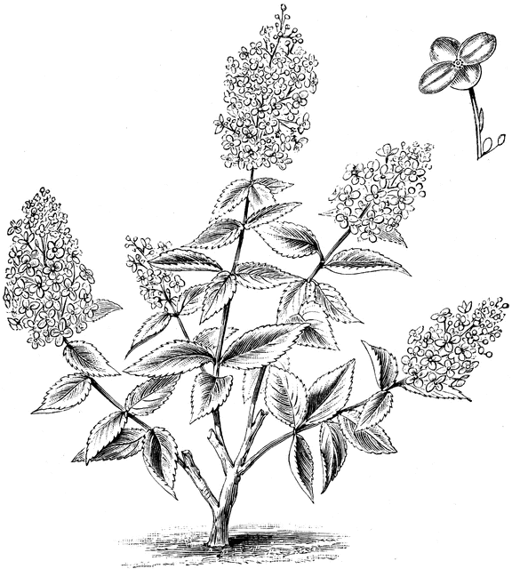 Grandiflora clipart #5, Download drawings