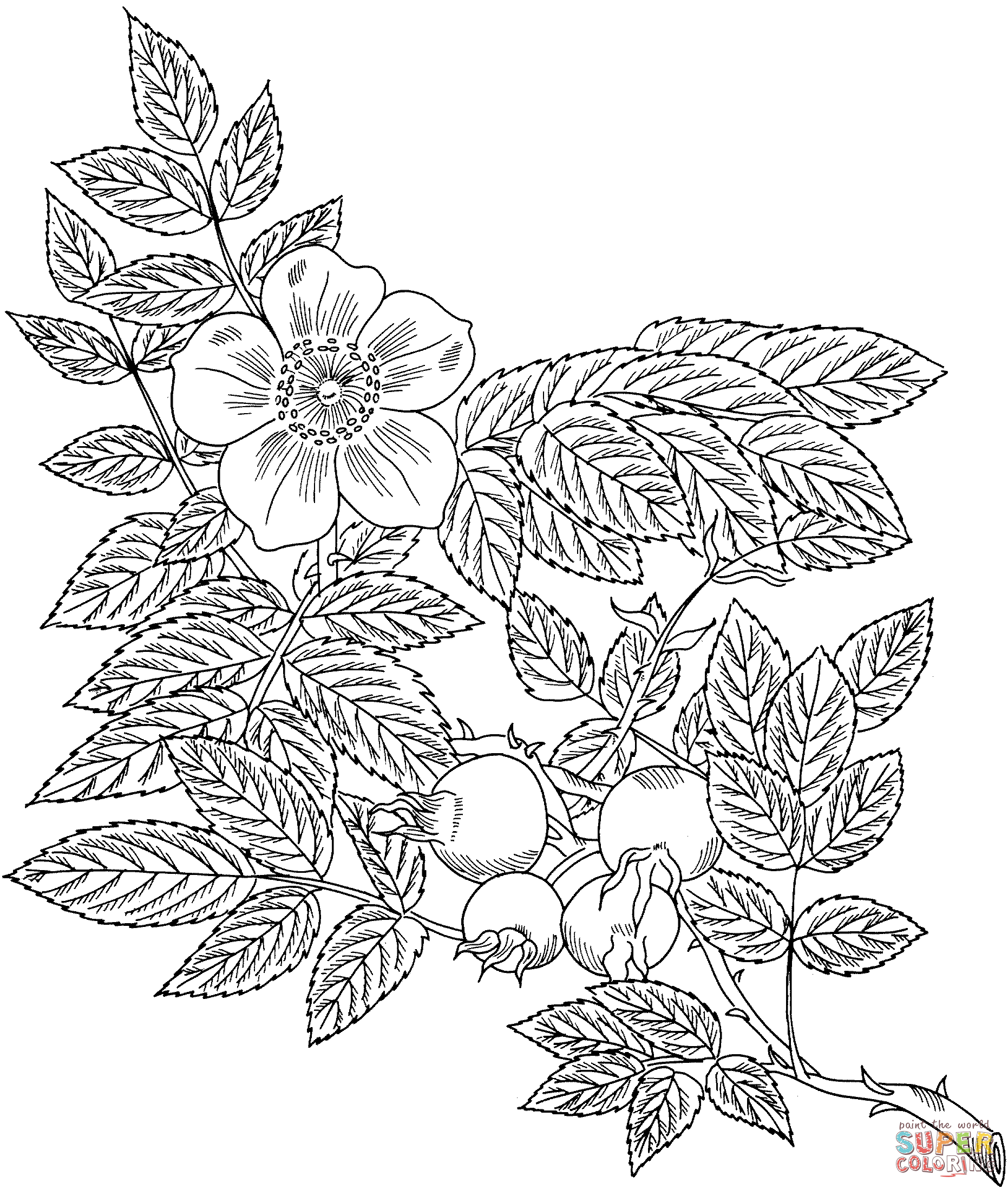 Grandiflora coloring #1, Download drawings