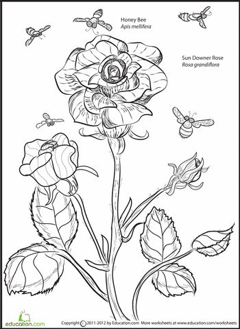Grandiflora coloring #11, Download drawings