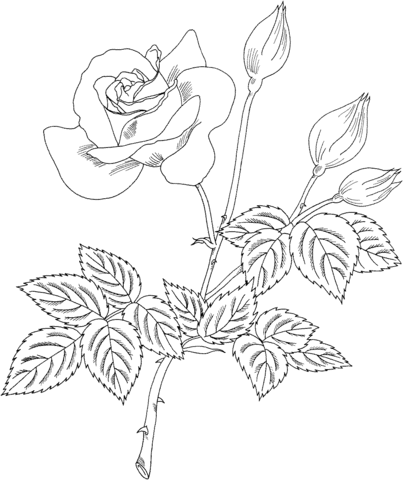 Grandiflora coloring #10, Download drawings