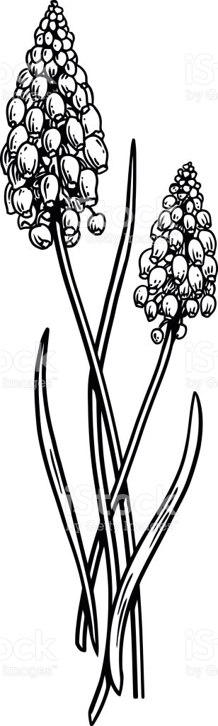 Grape Hyacinth coloring #8, Download drawings