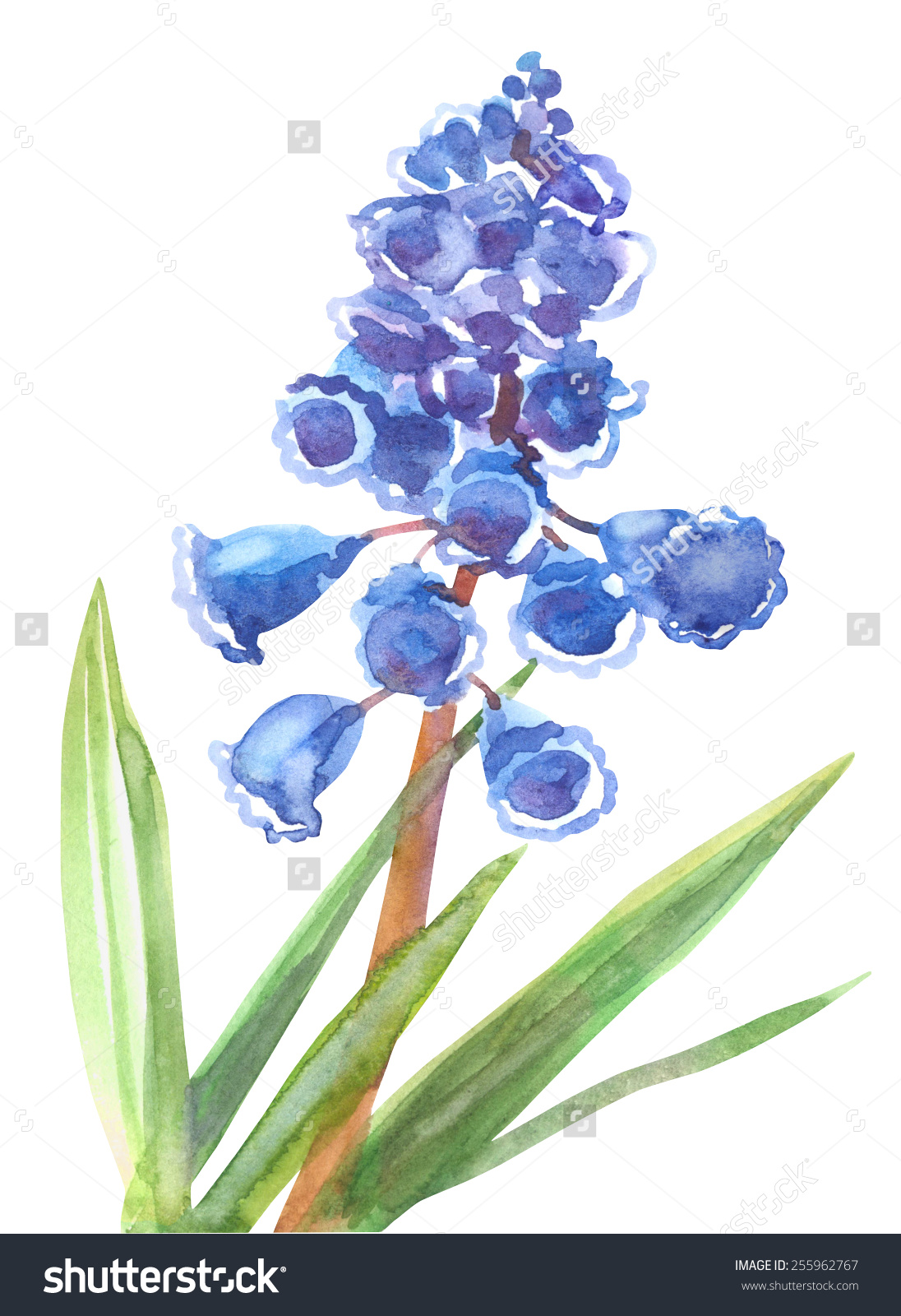 Grape Hyacinth clipart #14, Download drawings