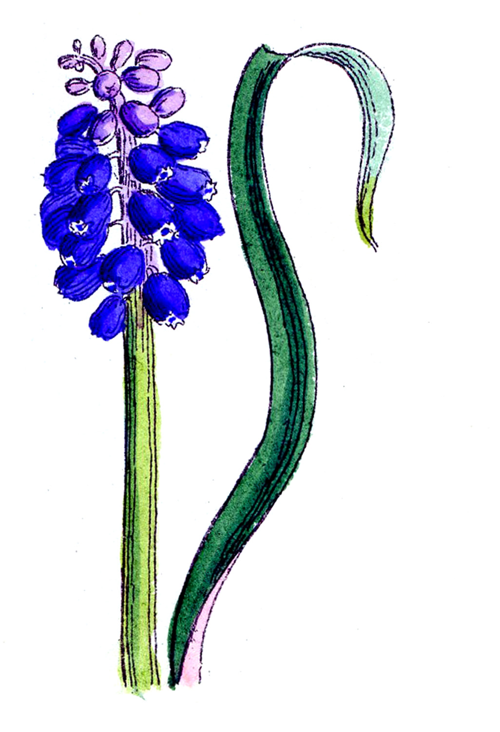 Grape Hyacinth clipart #18, Download drawings