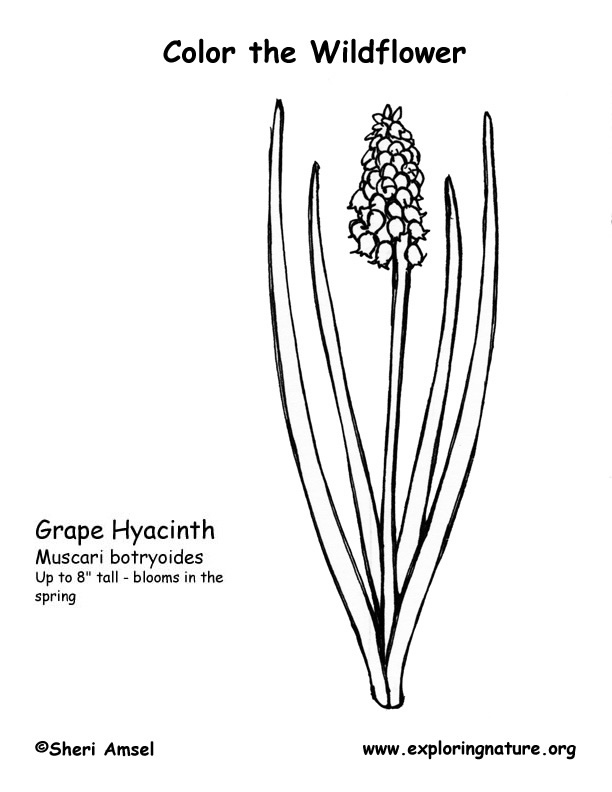 Grape Hyacinth coloring #1, Download drawings