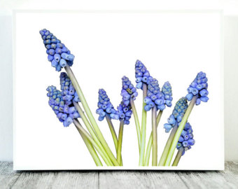 Grape Hyacinth coloring #12, Download drawings