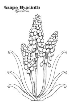 Grape Hyacinth coloring #3, Download drawings