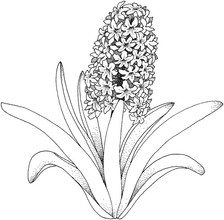 Grape Hyacinth coloring #4, Download drawings