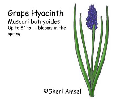 Grape Hyacinth coloring #5, Download drawings