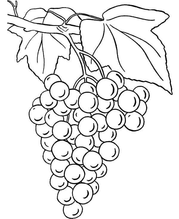 Grapes coloring #10, Download drawings