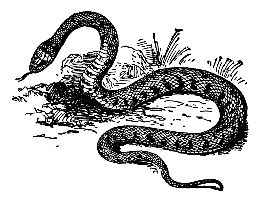 Grass Snake clipart #12, Download drawings
