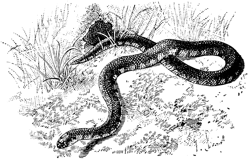 Grass Snake clipart #14, Download drawings