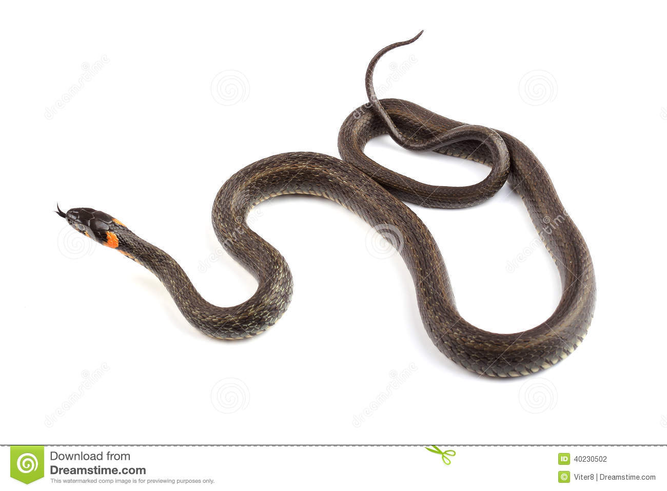 Grass Snake clipart #5, Download drawings