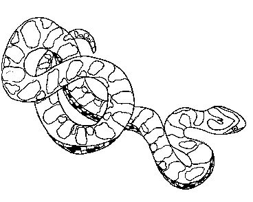 Red-bellied Black Snake coloring #9, Download drawings