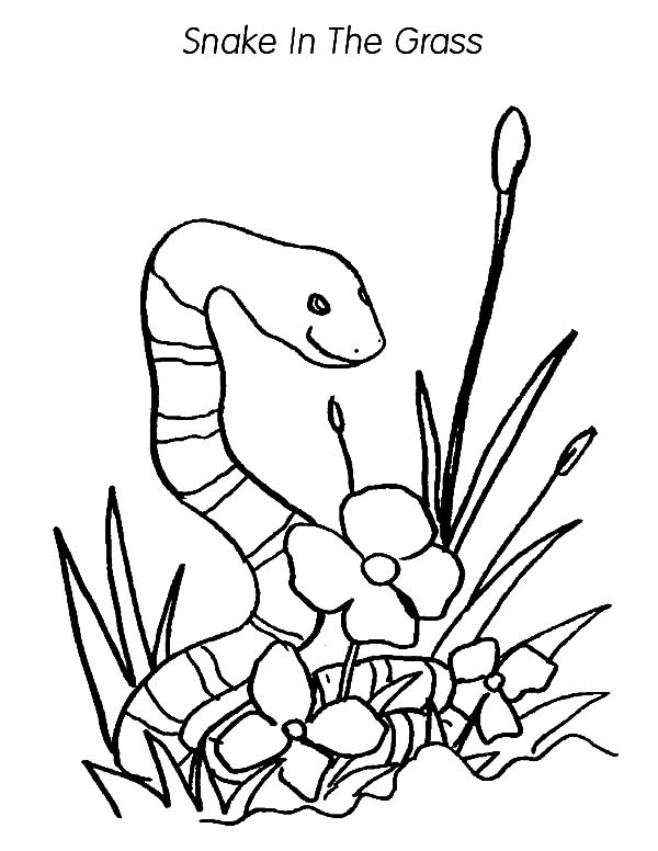 Grass Snake coloring #14, Download drawings