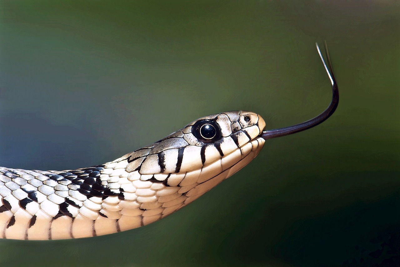 Grass Snake svg #6, Download drawings