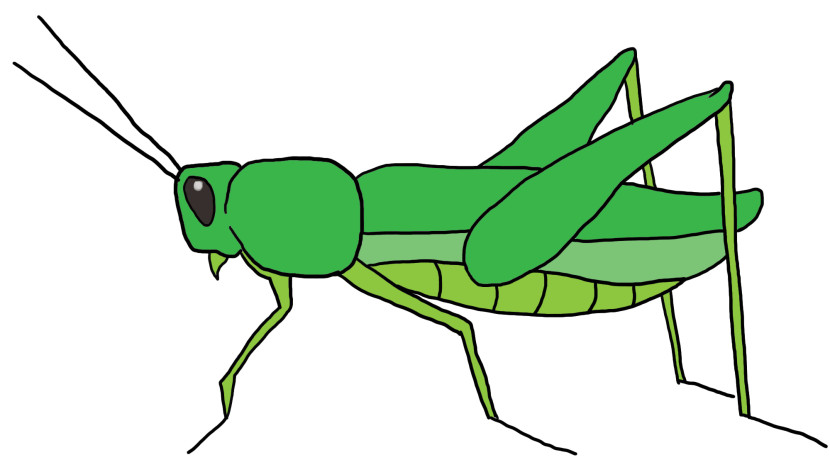 Grasshopper clipart #5, Download drawings