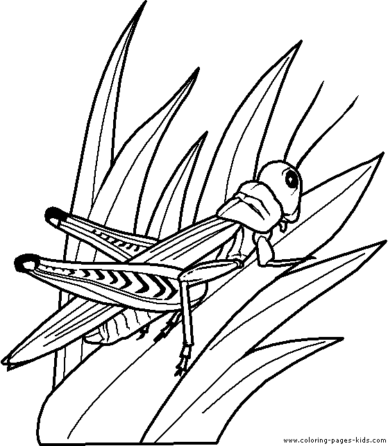 Grasshopper coloring #14, Download drawings