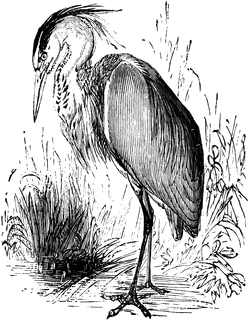 Gray Heron clipart #8, Download drawings