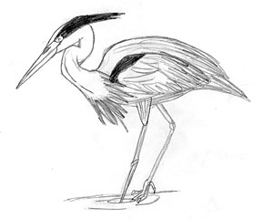 Gray Heron coloring #12, Download drawings
