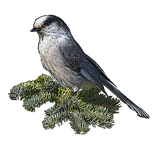 Gray Jay clipart #10, Download drawings