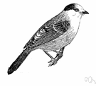 Gray Jay clipart #9, Download drawings