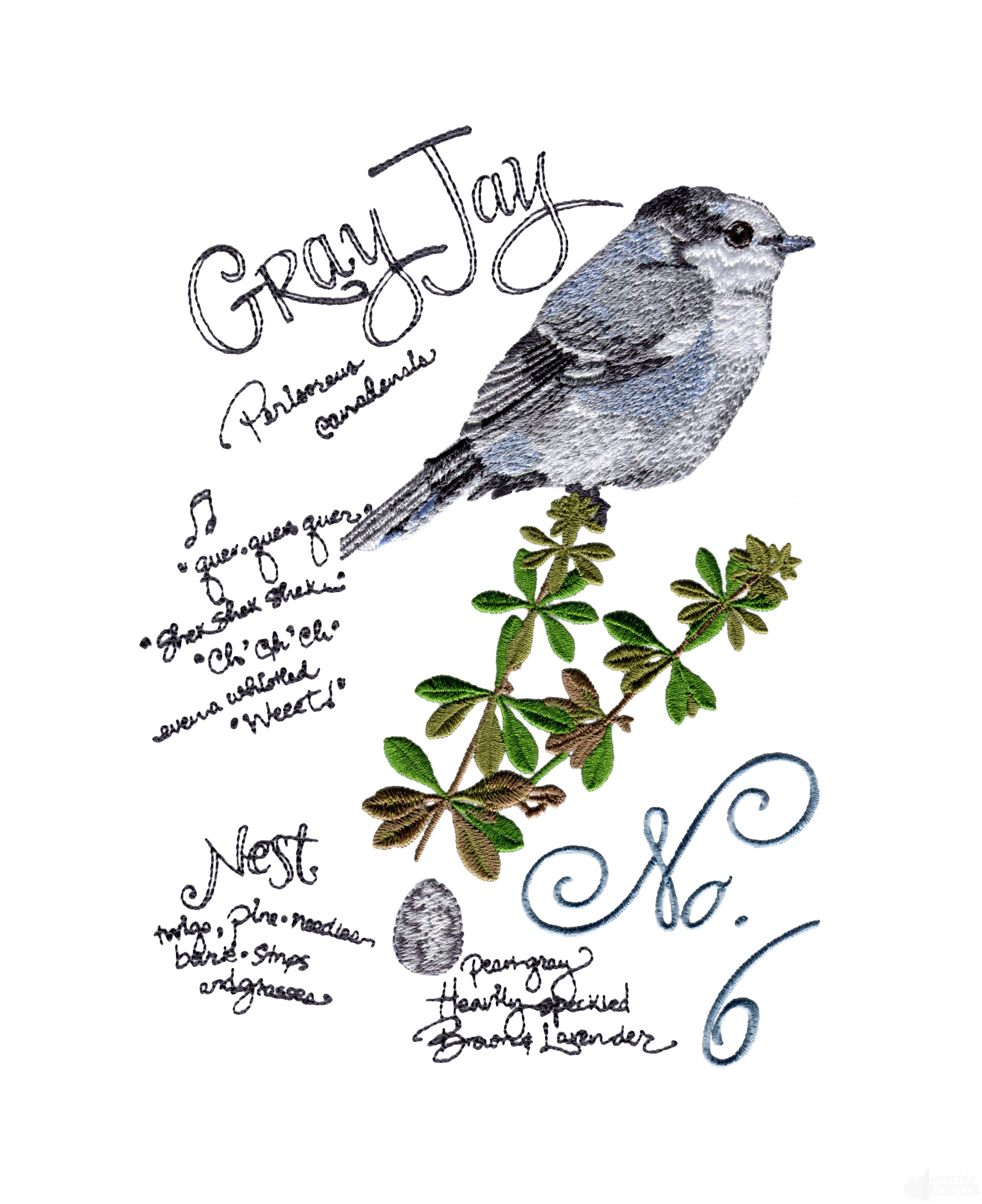 Gray Jay coloring #5, Download drawings