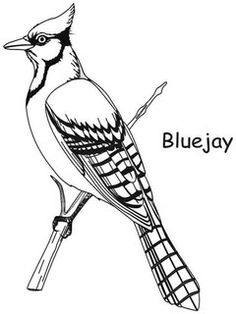 Gray Jay coloring #16, Download drawings