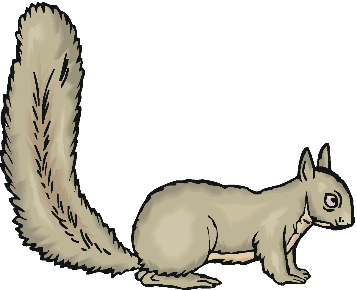 Gray Squirrel clipart #12, Download drawings