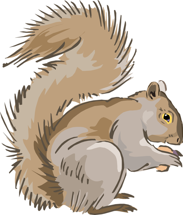 Gray Squirrel clipart #18, Download drawings