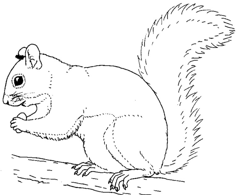 Gray Squirrel coloring #10, Download drawings