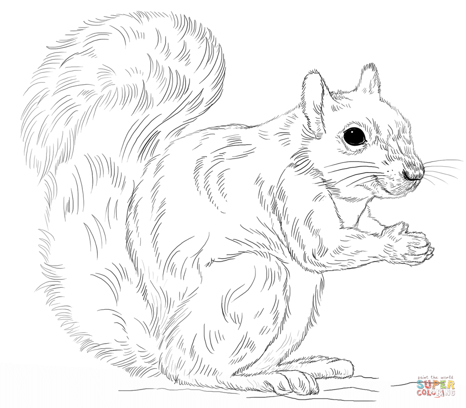Gray Squirrel coloring #9, Download drawings
