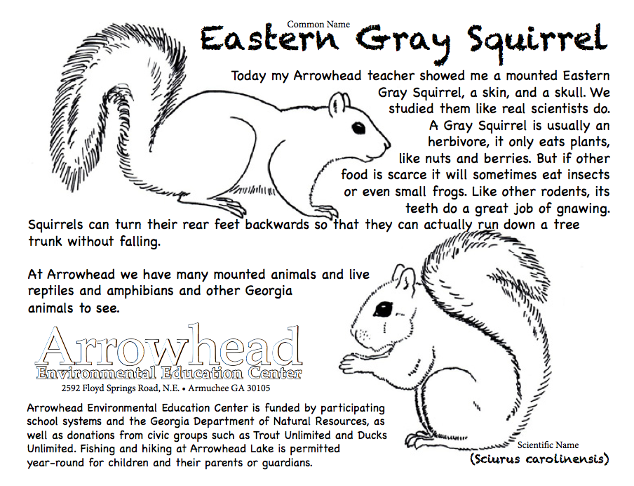Gray Squirrel coloring #3, Download drawings