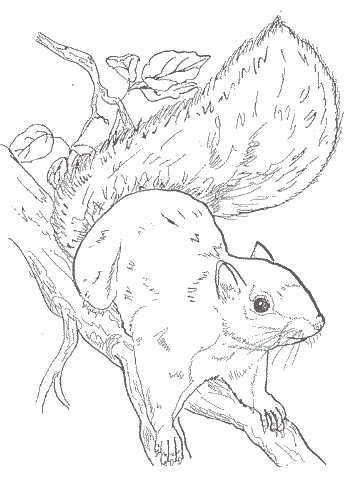 Gray Squirrel coloring #2, Download drawings