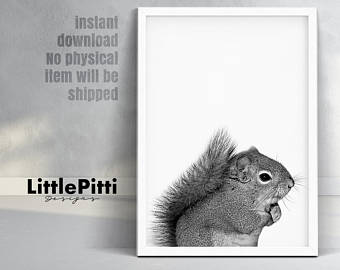 Gray Squirrel svg #2, Download drawings