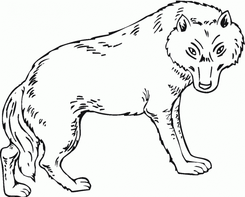 Gray Wolf coloring #14, Download drawings