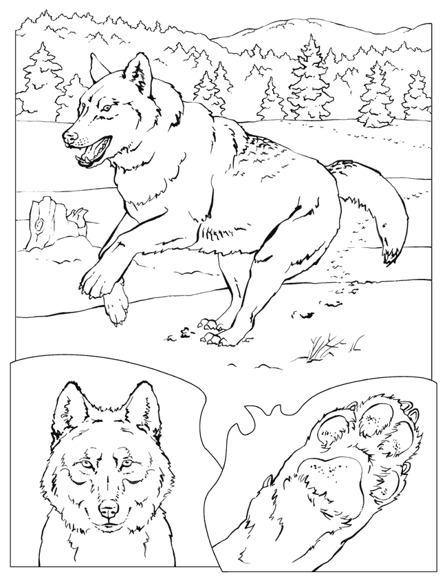 Gray Wolf coloring #3, Download drawings