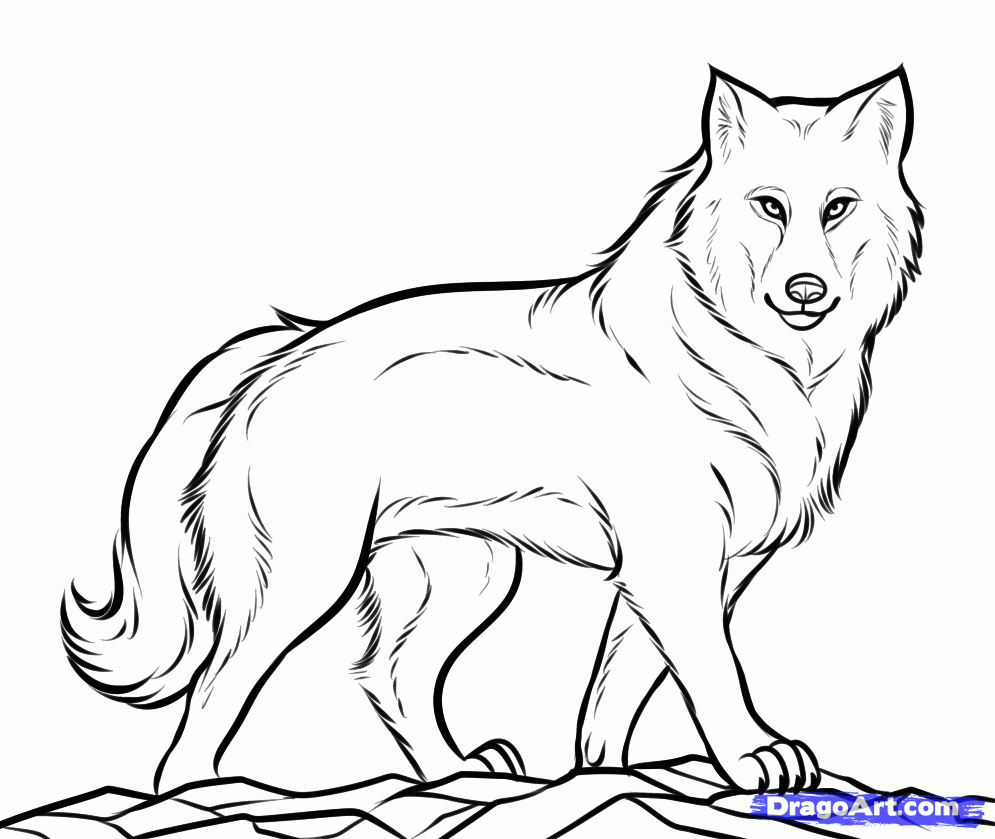 Gray Wolf coloring #11, Download drawings