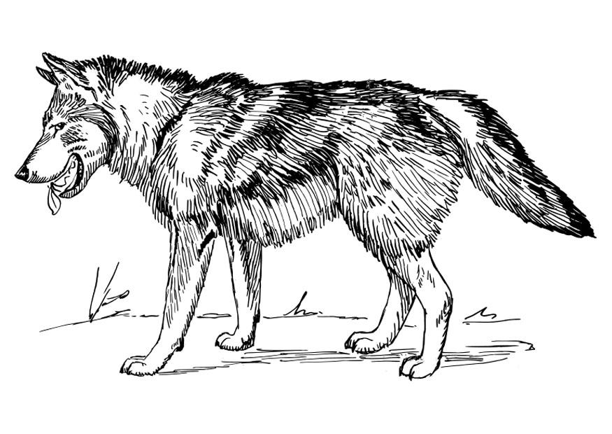 Gray Wolf coloring #10, Download drawings