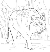 Gray Wolf coloring #9, Download drawings