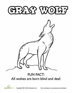 Gray Wolf coloring #15, Download drawings