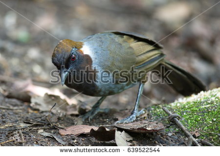 Gray-sided Laughing Thrush clipart #5, Download drawings