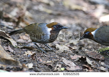 Gray-sided Laughing Thrush clipart #17, Download drawings