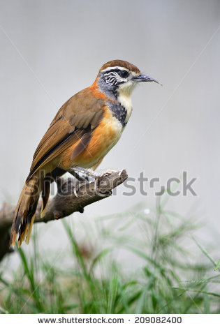 Gray-sided Laughing Thrush clipart #3, Download drawings