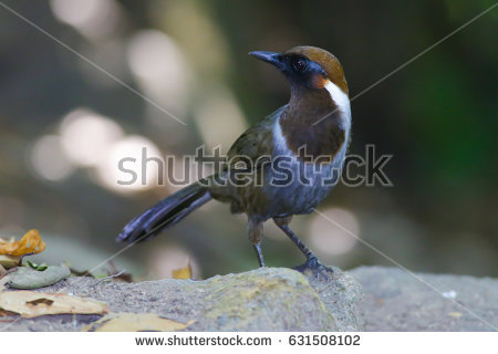Gray-sided Laughing Thrush clipart #10, Download drawings