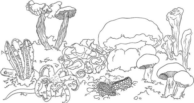 Great Barrier Reef coloring #5, Download drawings